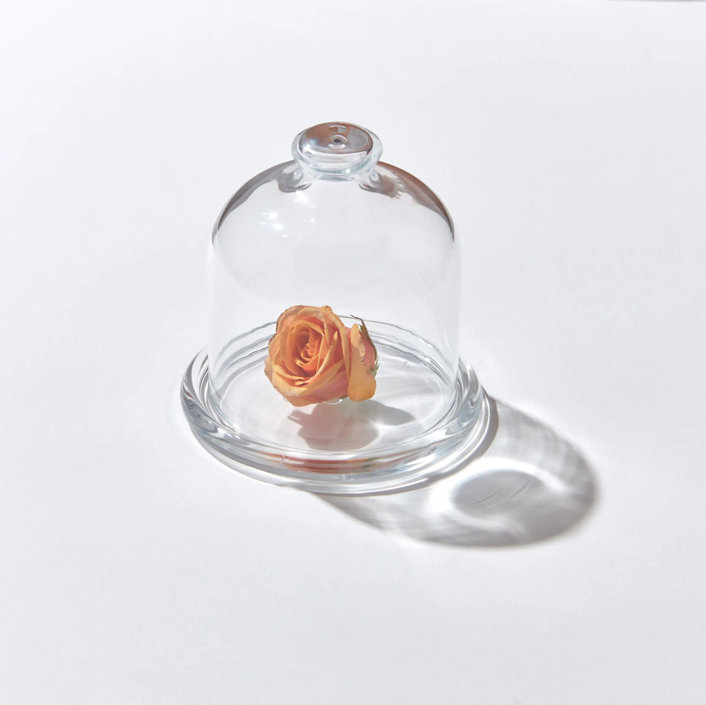 Coral colored rose under a glass cloche