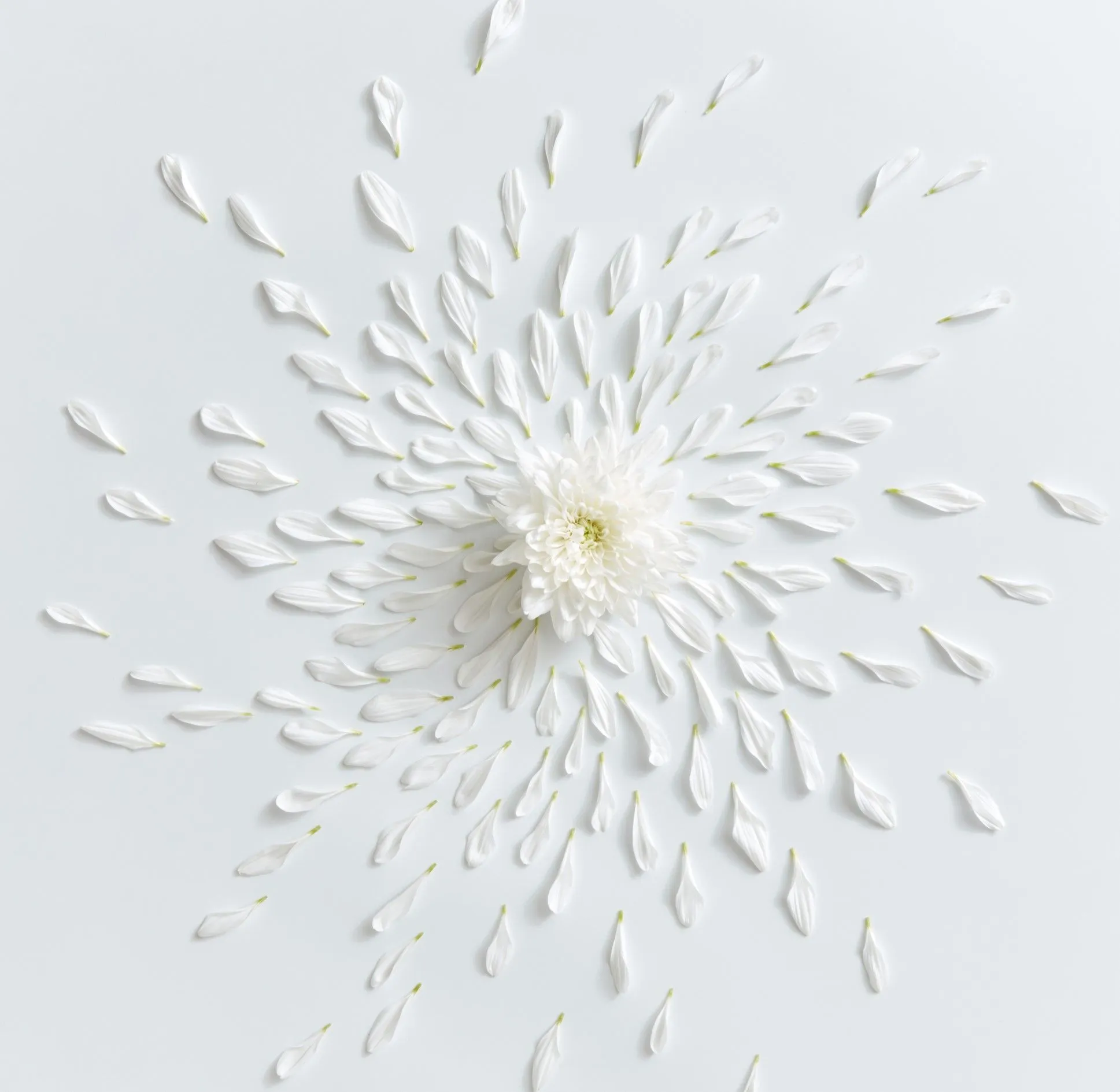 Exploding flower